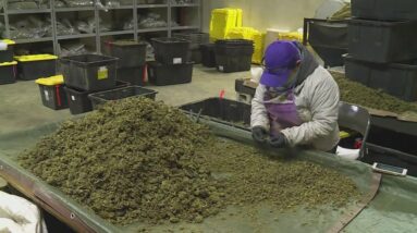 Growing Pains: Oregon blazes trail for hemp industry