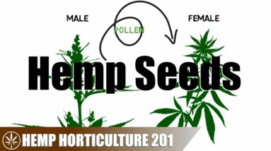 How Hemp Seeds are Created, Obtained, and Stored