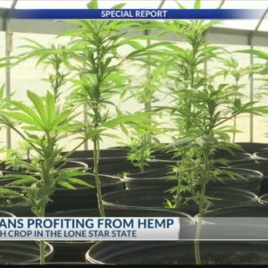 SPECIAL REPORT: How East Texans are cashing-in on hemp