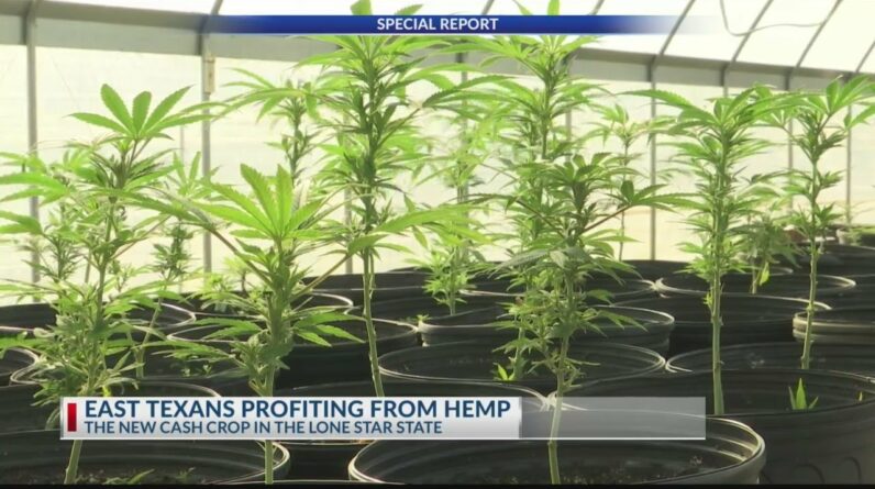 SPECIAL REPORT: How East Texans are cashing-in on hemp