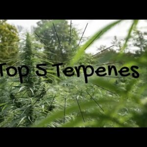Top 5 Terpenes