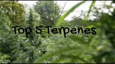 Top 5 Terpenes