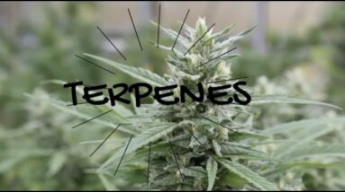 What are Terpenes?